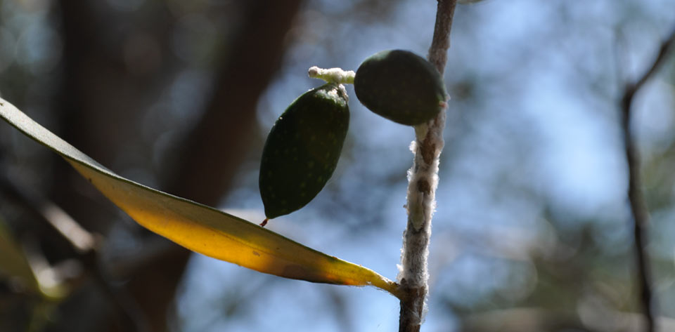 Olio d'oliva