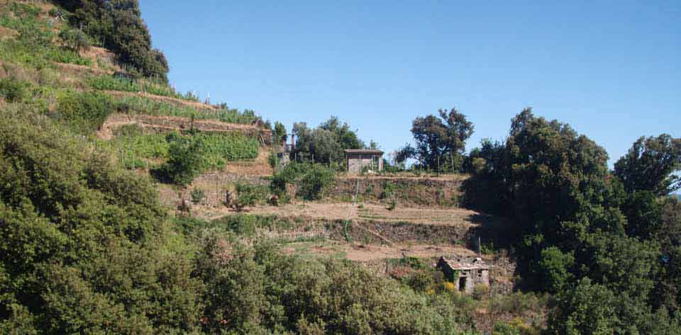 Vino delle Cinque Terre