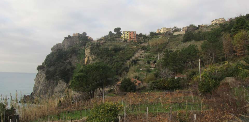 Vino delle Cinque Terre