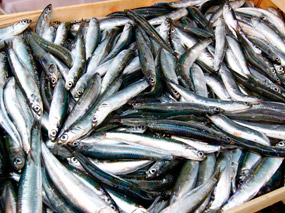 Les anchois du mer de Ligure