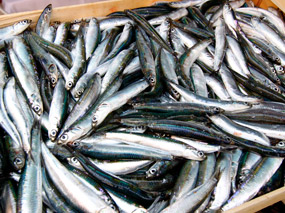 Anchovies of Cinque Terre