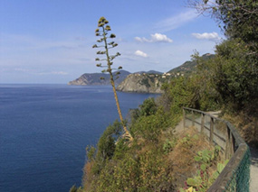 Escursionismo nelle Cinque Terre