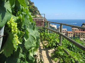 Wine of Cinque Terre